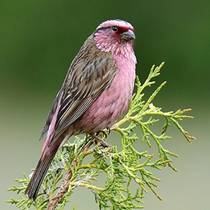 Himalayan White browed Rosefinch